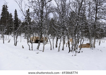 Many Przewalski's horses in the snow park