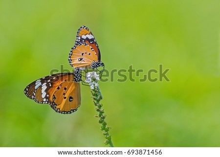 A pair of beautiful Plain Tiger butterfly seated on the branch of flower was captured against vibrant green blurry background. Kolkata, West Bengal, India 