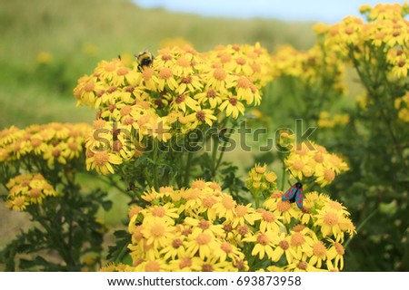 Yellow flowers and two different kind of insects