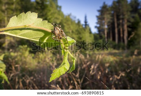 The European garden spider (Araneus diadematus)