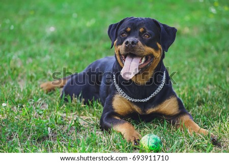 Beautiful Rottweiler dog