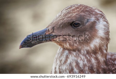 A young seagull poses for his mug shot.  It takes four years for a Pacific Gull to mature into an adult when its plumage will change from mottled brown to mostly white plumage. 