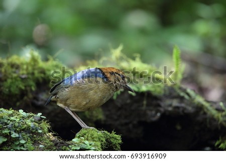 Schneider's Pitta (Hydrornis schneideri) in Mt.Kerinci, Sumatra, Indonesia Royalty-Free Stock Photo #693916909