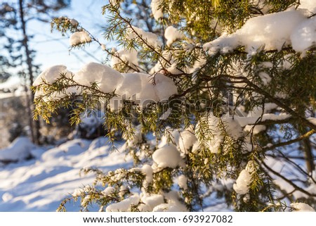 Winter forest, Lahti, Finland