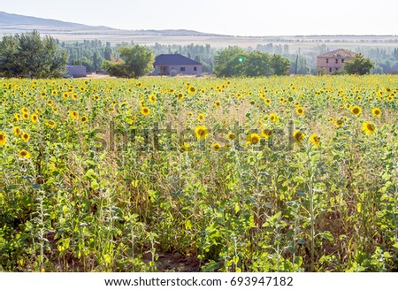 Field of sunflowers in nature