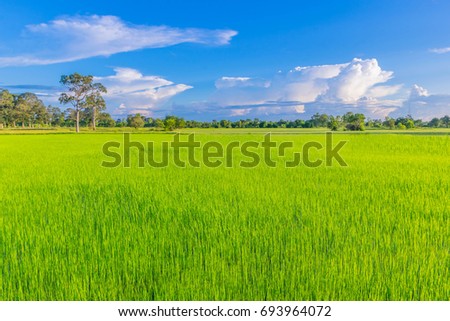 Abstract soft focus green paddy rice field with the beautiful sky and cloud in Thailand.