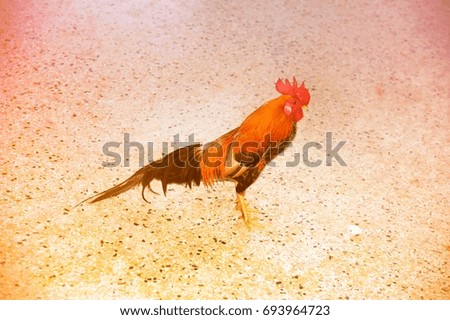 A portrait of rooster is a male chicken walking indoor.
