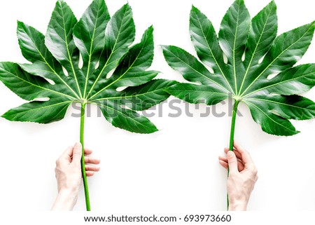 Hands hold huge leaf of tropical plant on white background top view