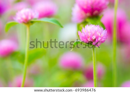 Pink Amaranth flower in garden in sunny day , soft focus good for background picture
