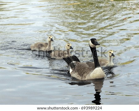                                Canadian Geese