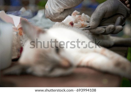 Cat sterilization by professional vet with soft shutter