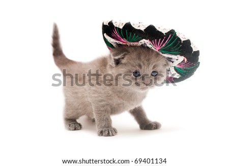 British kitten with sombrero on isolated on white