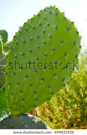 Close up Prickly pear cactus leaf.