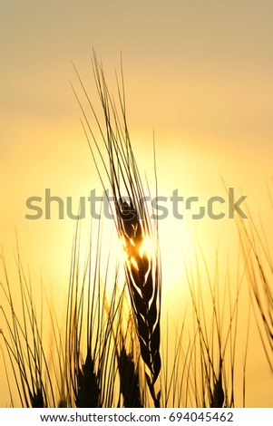 Silhouette of Ear of Wheat Field at Golden Hour