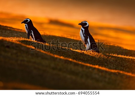 Evening light with penguins. Birds with orange sunset. Pair of beautiful Magellan penguins with sun light during sunset, Antarctica.