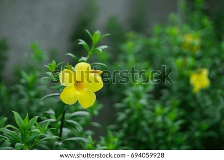 Beautiful yellow flower in garden and blurred leaf background
