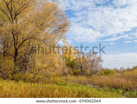Autumn swamp. Cane grows in the swamp