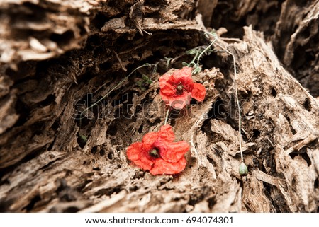 Red poppy flower on a structural wooden background
