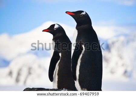 penguins dreaming sitting on a rock, mountains in the background