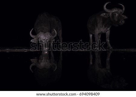 Night picture of Buffalos