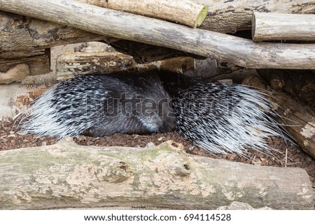 Two porcupines sleeping among brown wooden logs