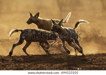 Chasing Games Royalty-Free Stock Photo #694123105