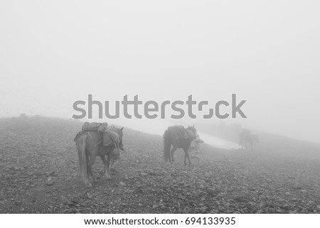 Horse caravan in the fog
