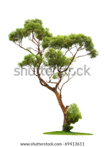 Single old tree and young shoot from one root isolated on white Royalty-Free Stock Photo #69413611