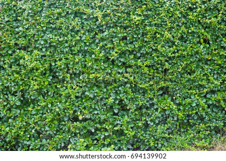 Green leaves wall background, plant on the wall texture