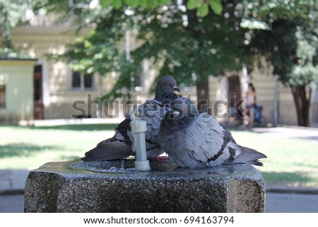 Few pigeons are landed around the city fountain in hot summer day 