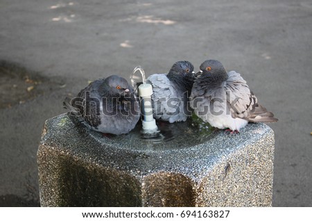 Few pigeons are landed around the city fountain in hot summer day 