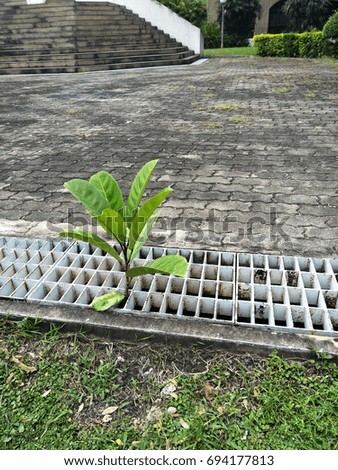 tree growing through drain cover