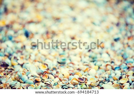 Natural vintage colorful coquina shells background. Selective focus