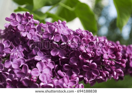 Flowering branch of lilac
