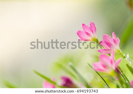 Blurry picture of rain lily field in bright pink morning light,Bright pink flowers on a white background blur,The rain drops on the flowers pink.