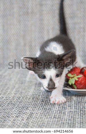 Black and white 1 month old funny oriental kitten sitting by the plate with strawberry and sweet cherry