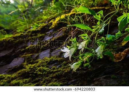 WIld flowers on the rocks in Caucasus mountains
