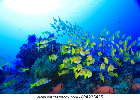 Group yellow fish