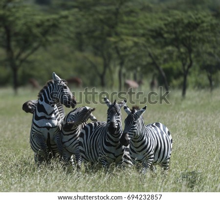 Group of zebra, 2 fighting and one of the fighting showing teeth, with green grass and trees in background. Masai Mara, Kenya, Africa