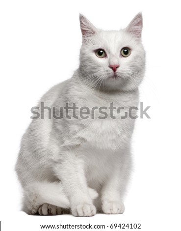 Mixed-breed cat, 1 year old, sitting in front of white background