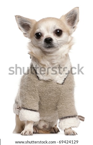 Chihuahua wearing sweater, 4 years old, sitting in front of white background