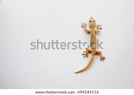 Lizard isolated on white background with clipping path