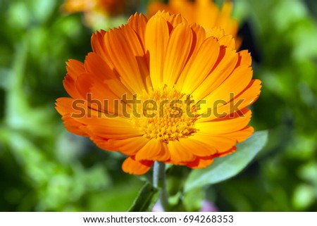 a flower of orange marigold used in medicine. Close-up, little depth of field. Grass in the background