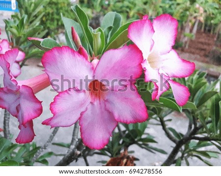 Pink beautiful frangipani flower