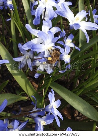 Bee Clinging to a Blue Flower 