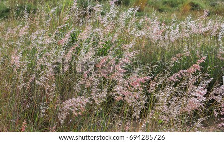 Close up flower grass and sunrise background 