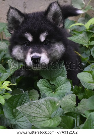 Alusky puppy dog playing hide and seek in a garden.