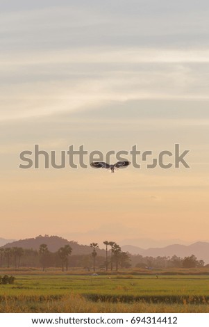 Flying eagle with rice field scene