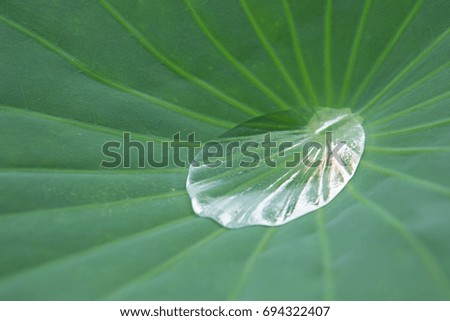A big drop of water on lotus leaf
