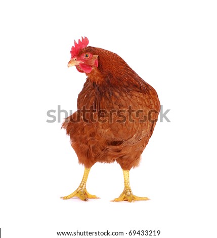 Brown hen isolated on white, studio shot. Royalty-Free Stock Photo #69433219